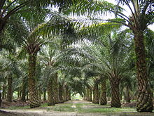 A dirt track with rows of palm trees on either side