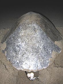 Photo of rear of turtle on beach with three white, round eggs lying behind it in a small hole in the sand