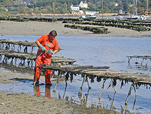 Oysterman standing in shallow water examining row of oyster cages that stand two feet above the water.