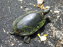 Painted turtle with green slime on its shell, on pebbles, with a coupld leafs on its back. Sun shining.
