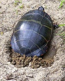 A female digging a nest with her hind legs.