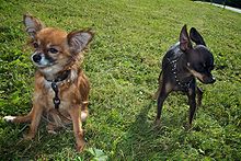 "Two dogs of roughly equal size stand on grass. The left dog is golden in color and abundant with hair. The right dog has much shorter hair and is black in color."