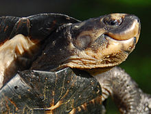 An adult black marsh turtle with its head extended and showing the curved shape of its jaws which resemble a smile.