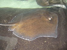 A brown ray with a white disc margin, swimming just above a flattened rock