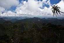 A view from the summit show the surrounding mountains and shorter vegetation