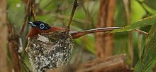 A small bird with a short, thin beak, long tail feathers, a black head, and a blue eye-ring sits in a nest.