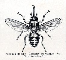 Tsetsemeyers1880.jpg