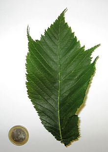 Ulmus glabra 'Cornuta' leaf.JPG