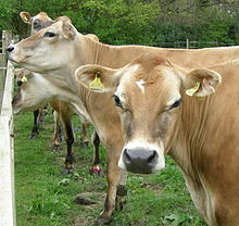 Several light brown cows