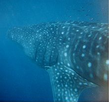 Underwater photo of left side whale shark from behind showing many spots, faint stripes, and an extended triangular pectoral fin