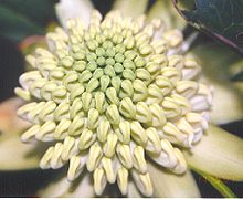 an overhead closeup view of a waratah flowerhead, this time a greenish white in colour