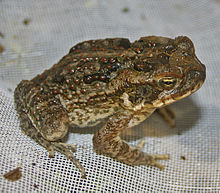A juvenile cane toad, showing many of the features of the adult toads, but without the large parotoid glands.
