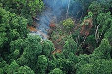 An aerial view of a forest with a patch of trees cut down and smoke rising