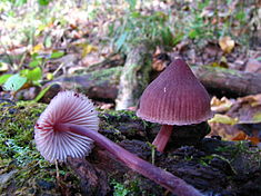 Two purplish-red mushrooms with bell-shaped caps; one mushroom is growing in rotting wood, the other has been pulled out and lies beside it.
