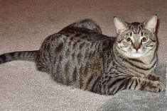 Tabby-cat-domestic-shorthair-balthazar.jpg