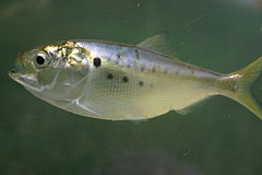 Profile photo of silvery fish with forked tail with four black dots ranging from just behind the head to under the dorsal fin.