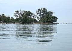 An island with large trees and their reflections in the water below