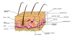 Merkel cell - Diagram of human skin. In humans, Merkel cells (yellow dot) are found clustered beneath the epidermal ridges (aka fingerprints).