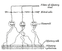 Mitral Cell - Plan of olfactory neurons.
