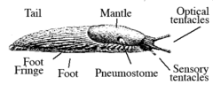 Drawing of slug with labels for the foot (bottom side) the foot fringe that surrounds it, the mantle behind the head, the pnumostome for breathing, and the optical and sensory tentacles