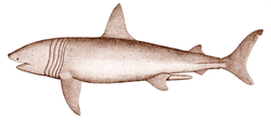 Drawing of shark in profile, showing split tail, and five dark-colored bands that encircle the body between the head and pectoral bands