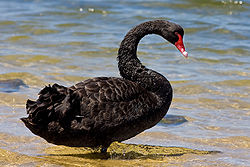 Black Swan standing on a beach at the water’s edge