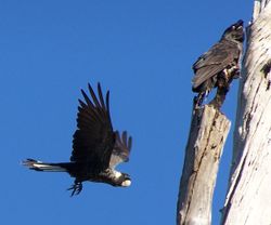 Pair of Short-billed Black Cockatoos; one perched in a tree, the other flying towards it