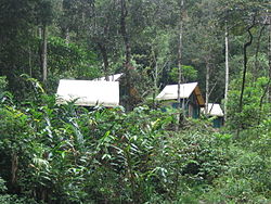 Several bungalows are perched on a hill in the middle of the forest.