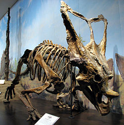 Chasmosaurus bellis found in park and shown at Royal Tyrrell Museum of Palaeontology