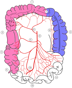 Colonic blood supply.svg