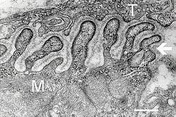 Electron micrograph of neuromuscular junction (cross-section).jpg