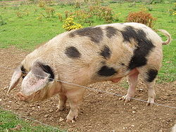 A Gloucestershire Old Spots boar