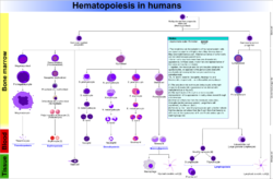 Hematopoiesis (human) diagram.png