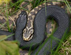Shows the front parts of two common adders. One snake has the normal colour while the other has melanistic color/pattern form. The head of the normal snake is enclosed in a half-coil of the melanistic form.