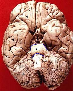 Human brain inferior view description.JPG