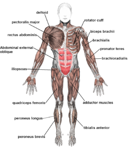 Muscles anterior labeled.png