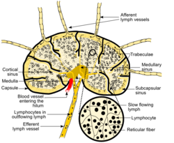Schematic of lymph node showing lymph sinuses.png