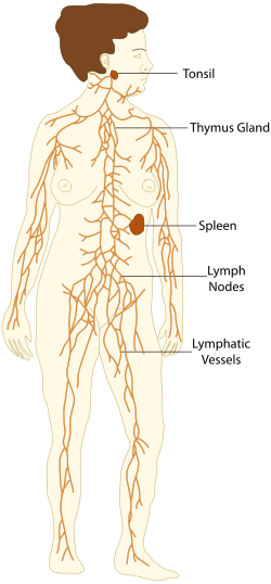 TE-Lymphatic system diagram.svg