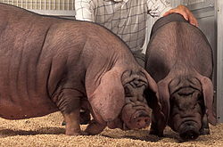 Meishan pigs in a US research center