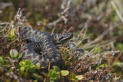 A common adder snake on a slope with mosses, grasses and other vegetation with half its body seen coiled in a figure of eight for striking.