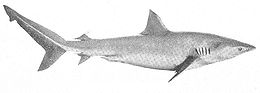 Side view of a shark with a slightly arched profile behind the head, a triangular first dorsal fin, and a large, asymmetrical tail