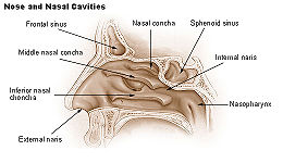 Illu nose nasal cavities.jpg