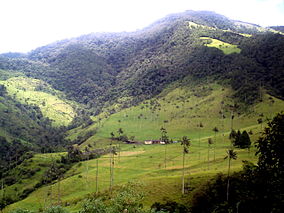 Cocora valley.JPG