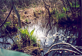 Cowles bog in the spring.jpg
