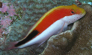 A spotted hawkfish