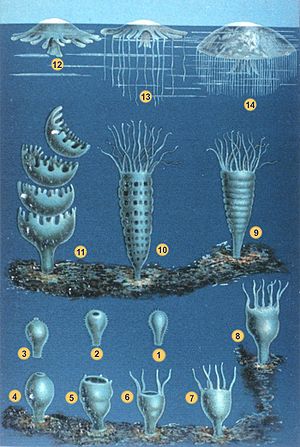 Illustration of two life stages of seven jelly species.