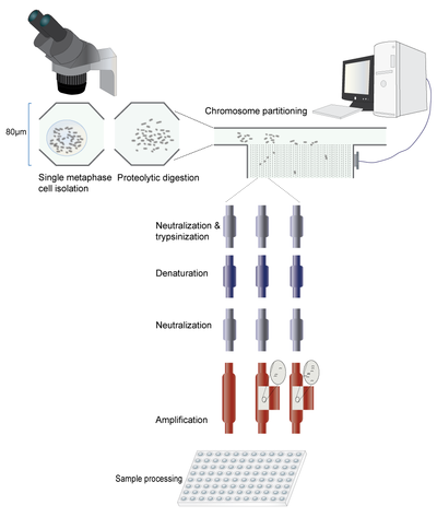 Microfluidic chromosome separation and amplification.