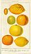 Illustration of citrus fruits