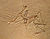 Archaeopteryx bavarica Detail.jpg