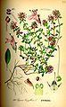 Illustration Thymus serpyllum0.jpg